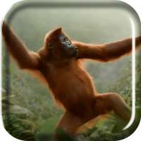 Wild Dance Crazy Monkey LWP on 9Apps