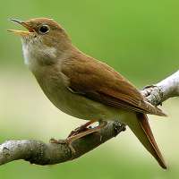 Nightingale Song on 9Apps