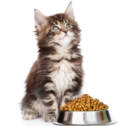 Cat Recipes -Quick &amp;Easy Homemade Cat Food Recipes icon