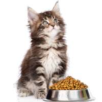 Cat Recipes -Quick &Easy Homemade Cat Food Recipes