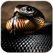 Snake Slider Screen Lock icon