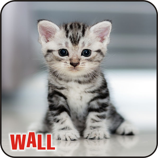 Best Cat Wallpapers ,Kitty/Kitten Cute Wallpapers icon