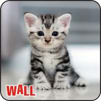 Best Cat Wallpapers ,Kitty/Kitten Cute Wallpapers