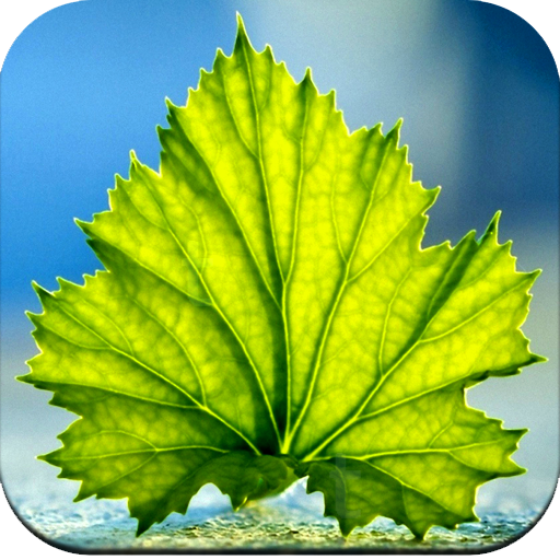 Green Leaf Wallpaper HD icon