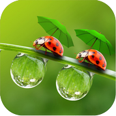 A3,A5,A7,A8 Dew Wallpaper icon
