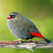 Birds Wallpapers HD icon