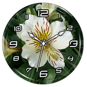 Alstroemeria Clock Live WP icon