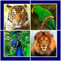 Animals and Birds