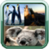 Smart Wallpaper icon