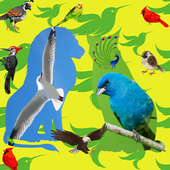 Birds Name with spelling and Picture 🐔 🐓 🐦 icon