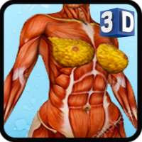 Female Anatomy 3D -Female Organs, Bones & Skeleton