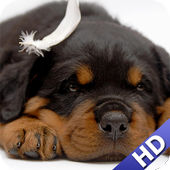 Rottweiler Wallpaper icon
