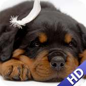 Rottweiler Wallpaper on 9Apps