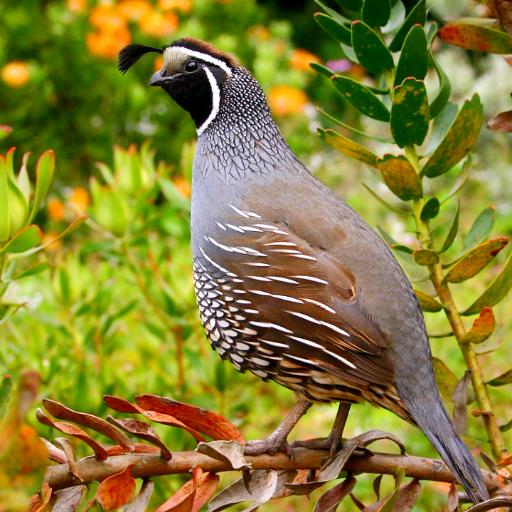 Quail Sounds - Quail Bird Calls icon