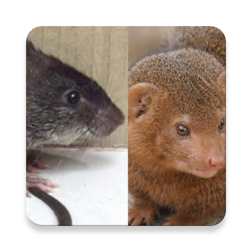 Mongoose and Rat Call Sounds ~ Sclip.app icon