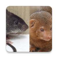 Mongoose and Rat Call Sounds ~ Sclip.app on 9Apps