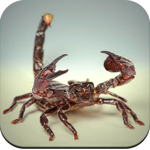 Scorpion Wallpaper icon