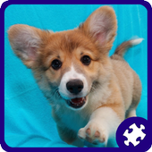 Dog Puppies Puzzle icon