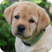 Dog Wallpaper icon