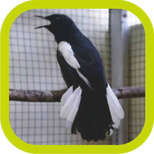 Master Kicau Kacer Juara icon