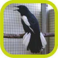 Master Kicau Kacer Juara on 9Apps