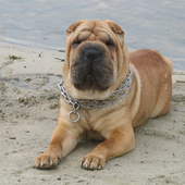 Dogs Animal World Jigsaw icon