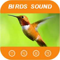 Latest Birds sound ringtone  - Birds Tweet Rington