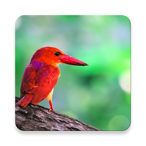 Kingfisher Bird Sound Collections ~ Sclip.app icon