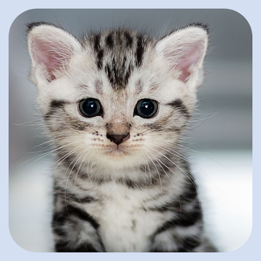 How To Discipline A Cat icon