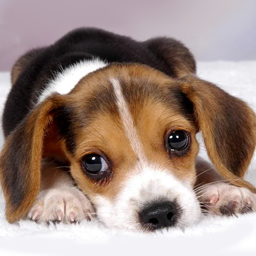 ハウンドドッグシミュレーター icon