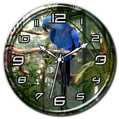 Hyacinth Macaw Clock Live WP icon