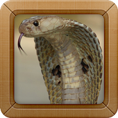 King Cobra Wallpapers Picture icon