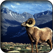 Wild Animals Wallpapers icon