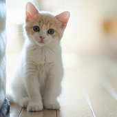 Cats Jigsaw Puzzle icon