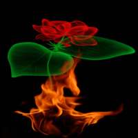 Fiery Rose Magic LWP