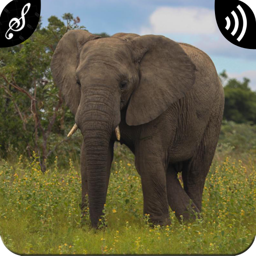 Elephant Sounds icon