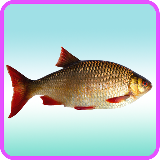 Fish Recipes: Fish curry, Fish taco, Fish soup icon