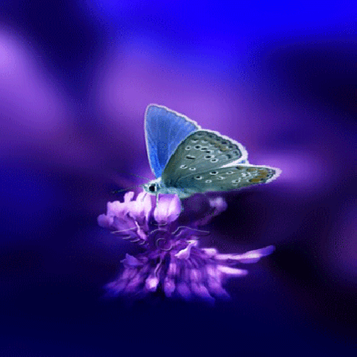 3d Butterfly Live Wallpaper icon