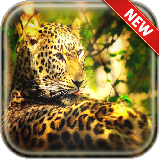 Leopard Wallpapers icon