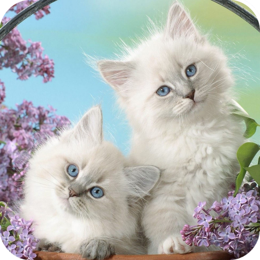 Cute Cat Wallpaper icon