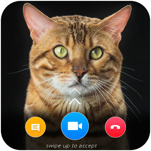 Cat Video Calling &amp; Chat Simulator icon