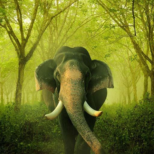 Elephant Sounds - Ringtone,Alarm &amp; Notification icon