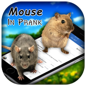 3D Mouse In Phone Prank icon