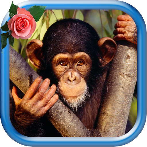 Monkey Images Wallpapers icon
