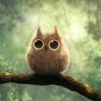 Pretty owls Wallpaper