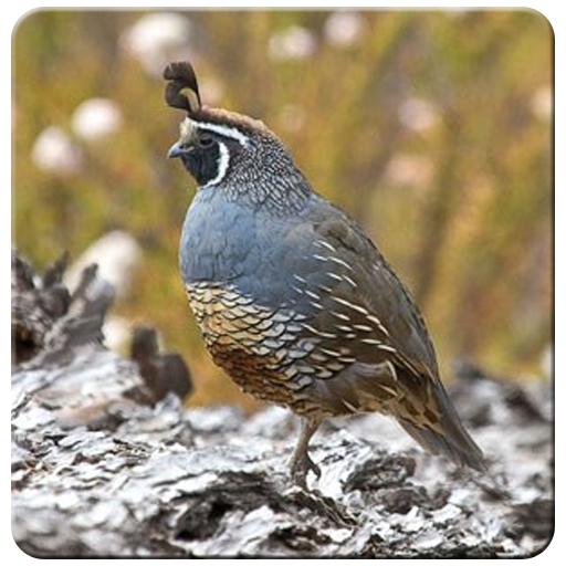 Sound Quail Bird icon