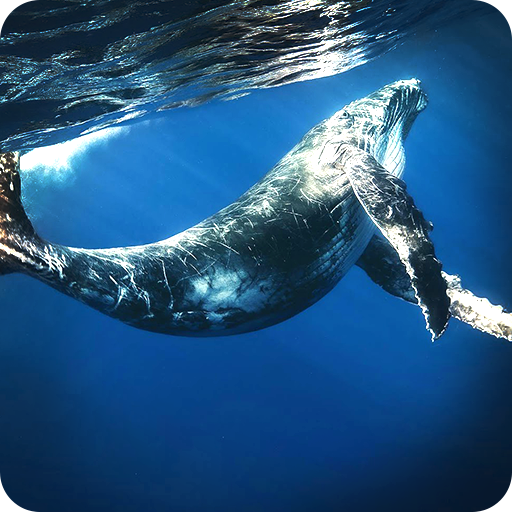 Angry Whale 2018 icon