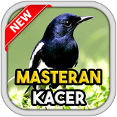 Bird chirp Copsychus saularis icon