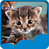 leuke katten leven wallpapers icon