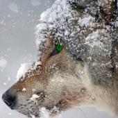 101 Puzzle degli animali